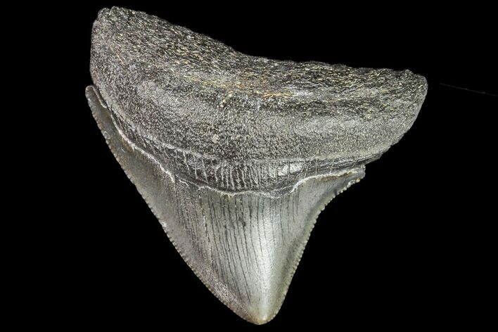 Juvenile Megalodon Tooth - Georgia #111623